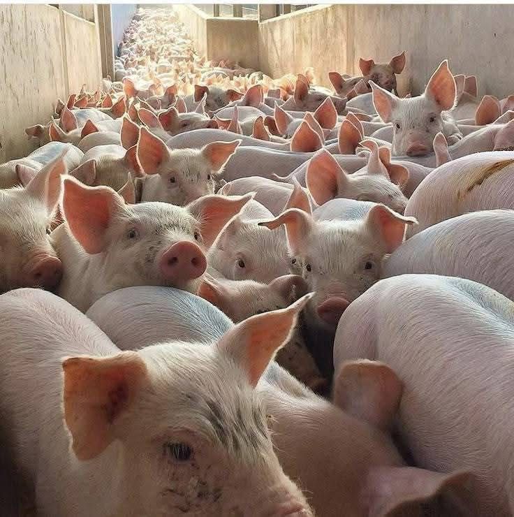 INICIO whatsapp image 2025 11 06 at 4.37.33 pm