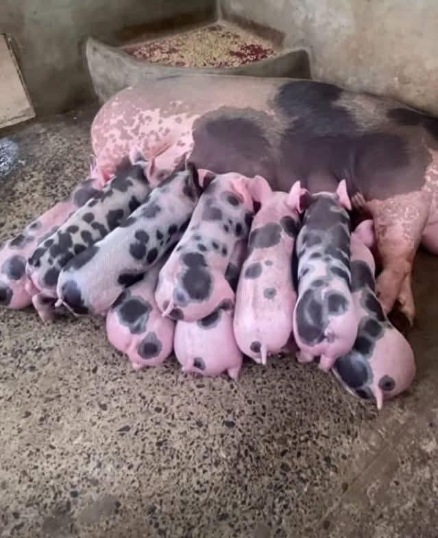 INICIO whatsapp image 2025 11 06 at 4.54.04 pm